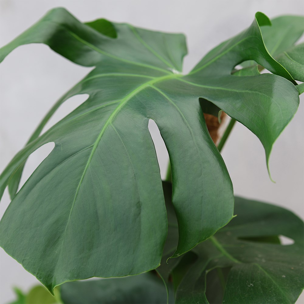 Monstera deliciosa | Houseplant