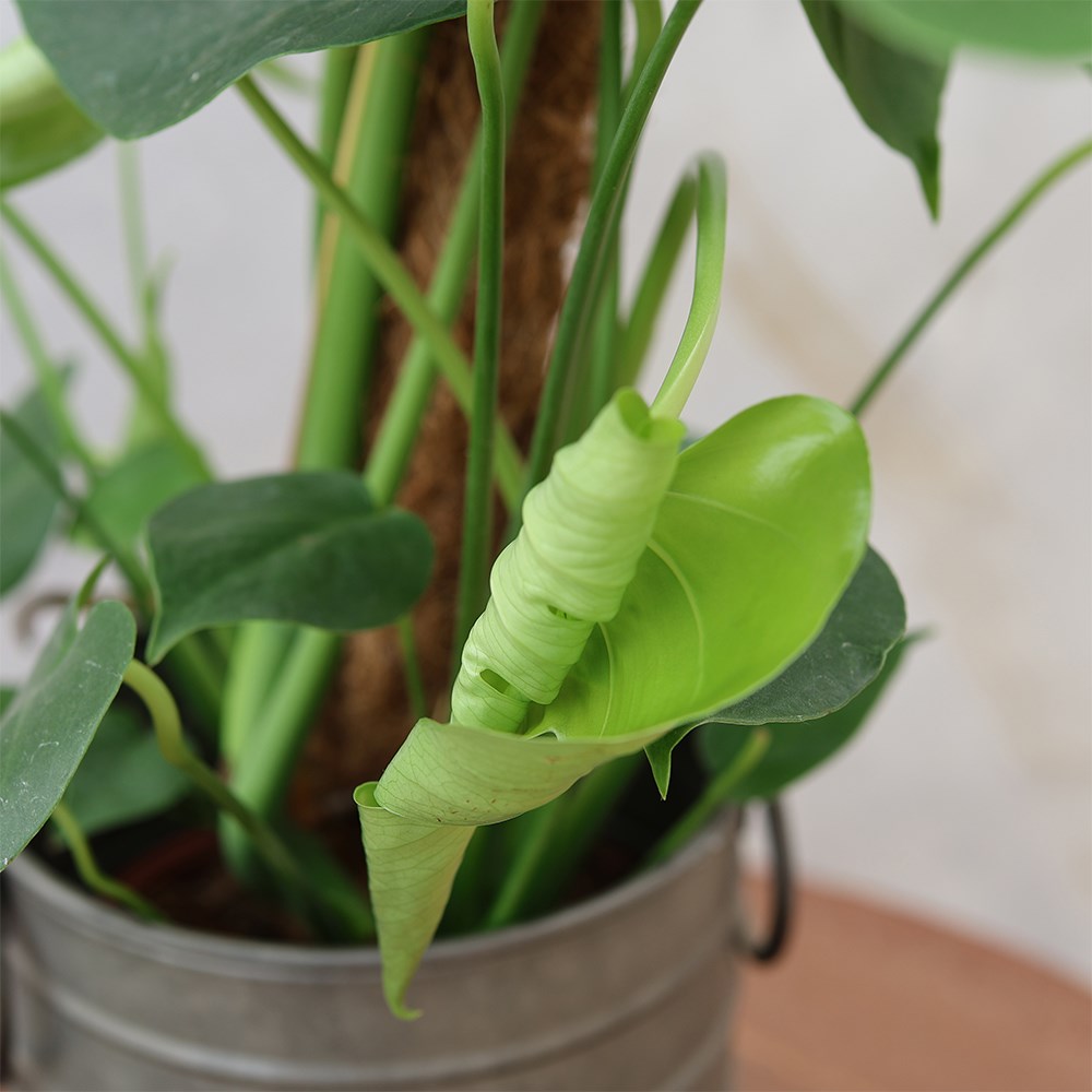 Monstera deliciosa | Houseplant