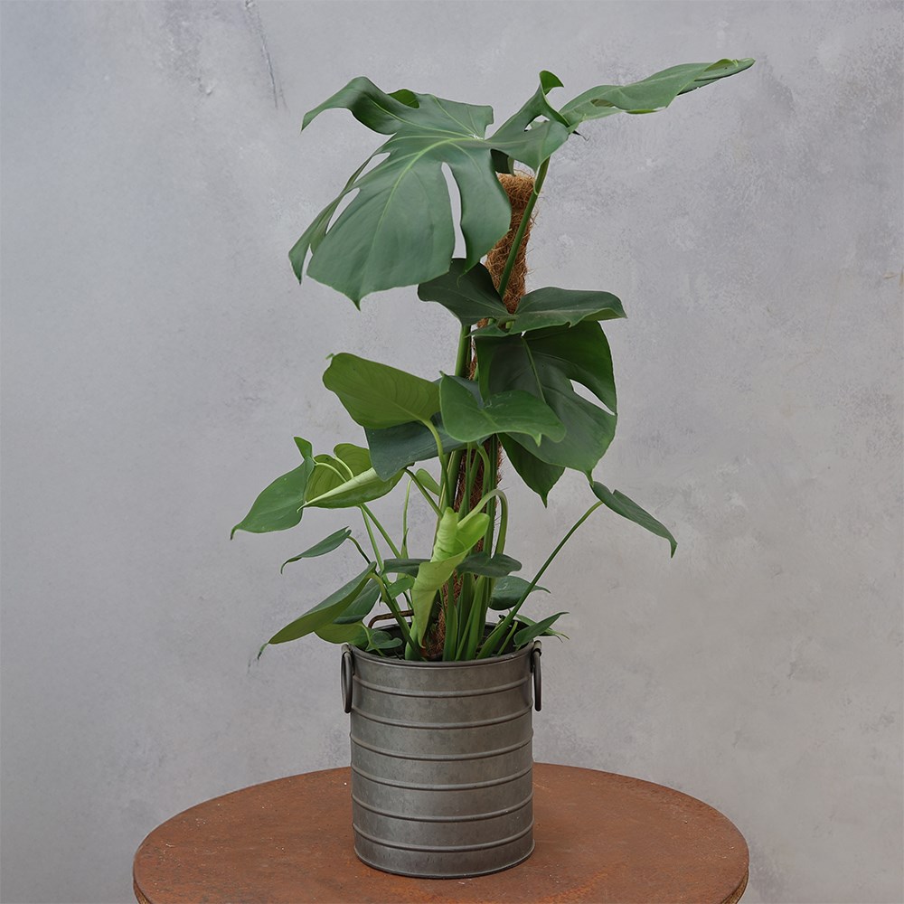 Monstera deliciosa | Houseplant