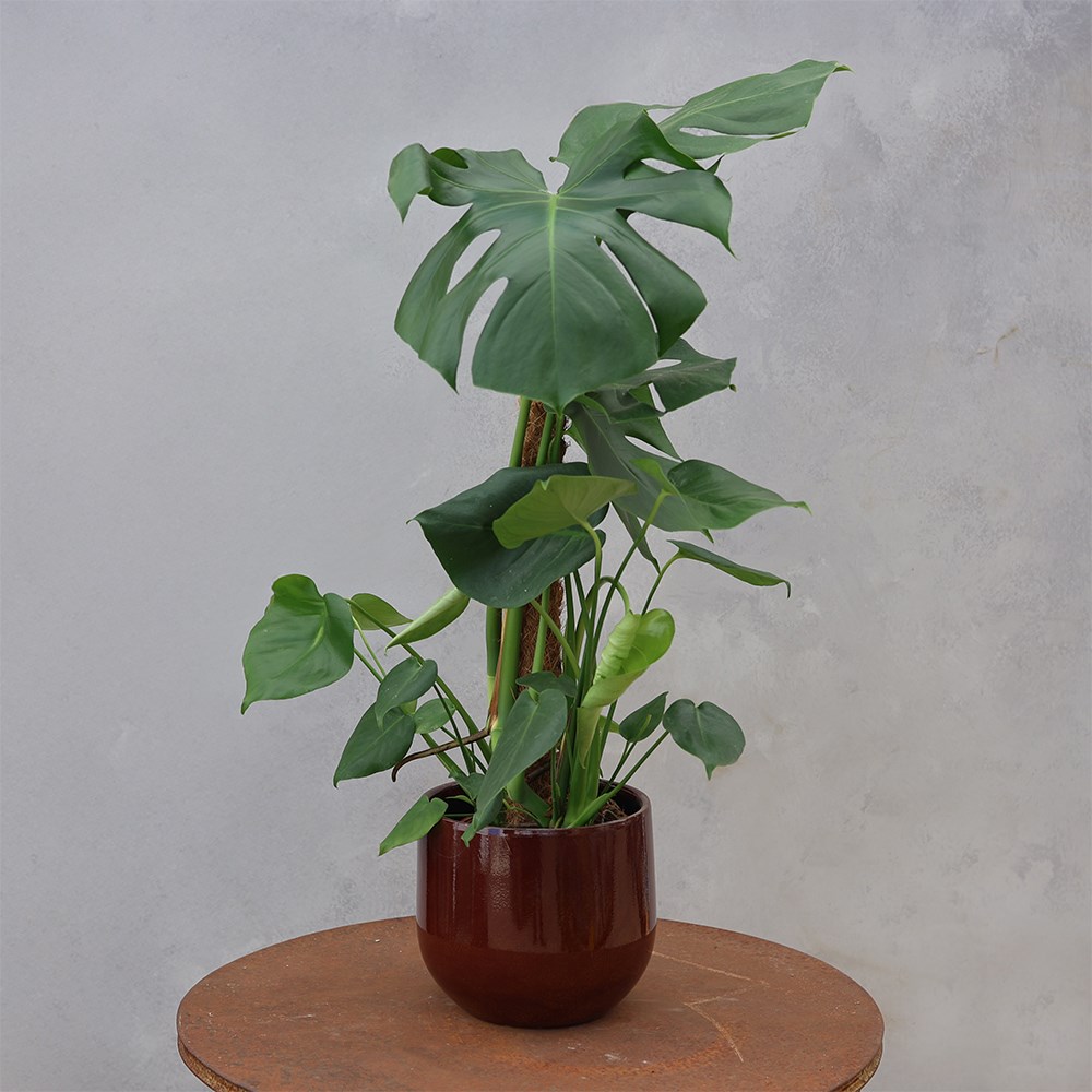 Monstera deliciosa | Houseplant