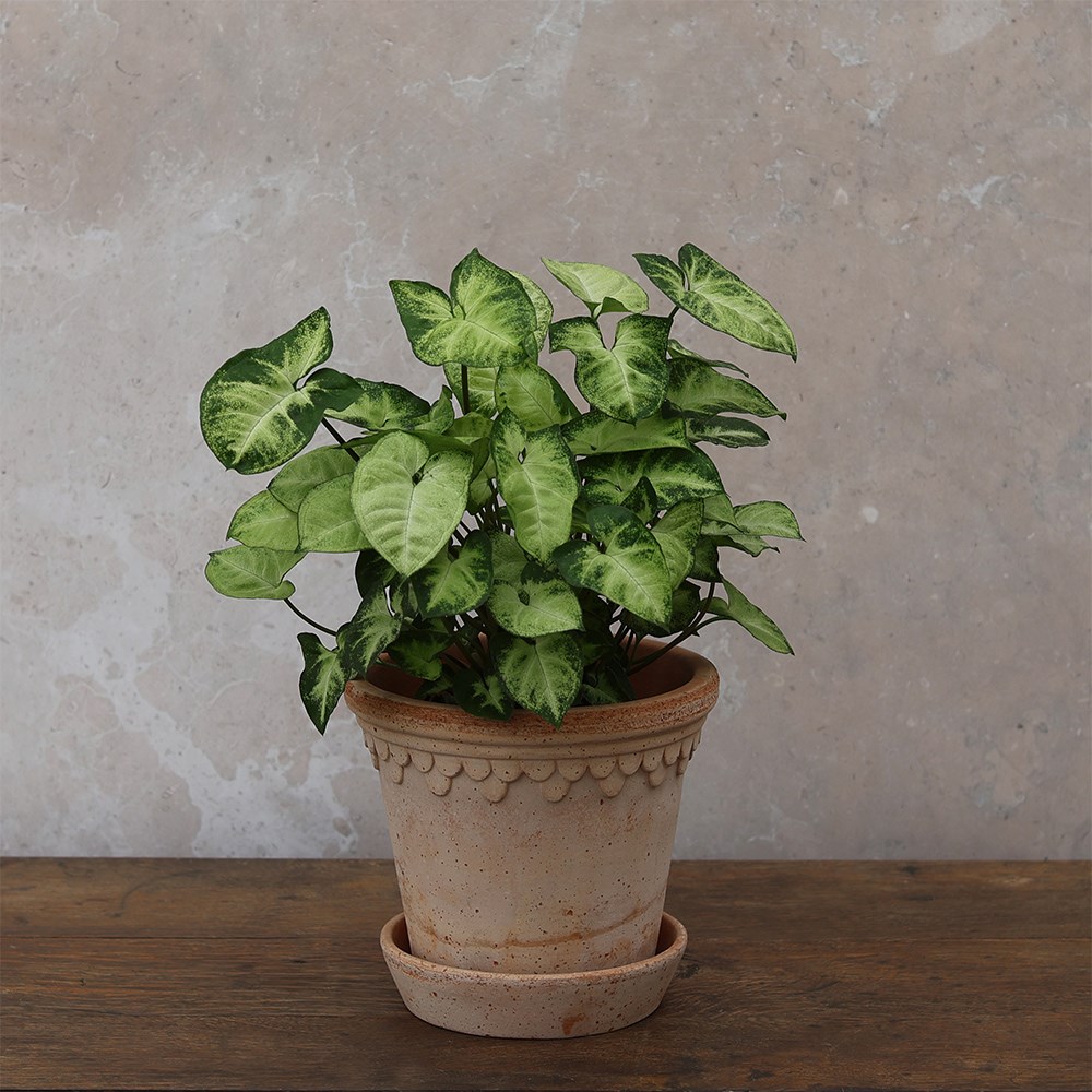 <i>Syngonium</i> 'Pixie'