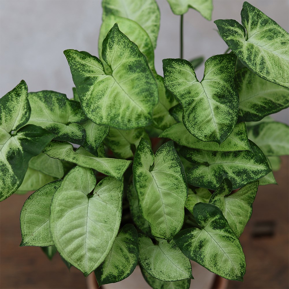 <i>Syngonium</i> 'Pixie'