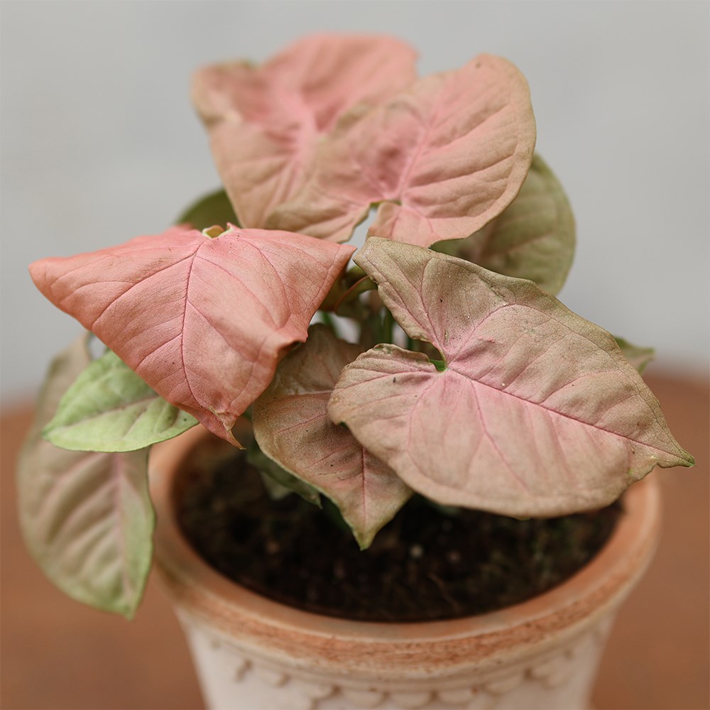 <i>Syngonium</i> 'Neon'
