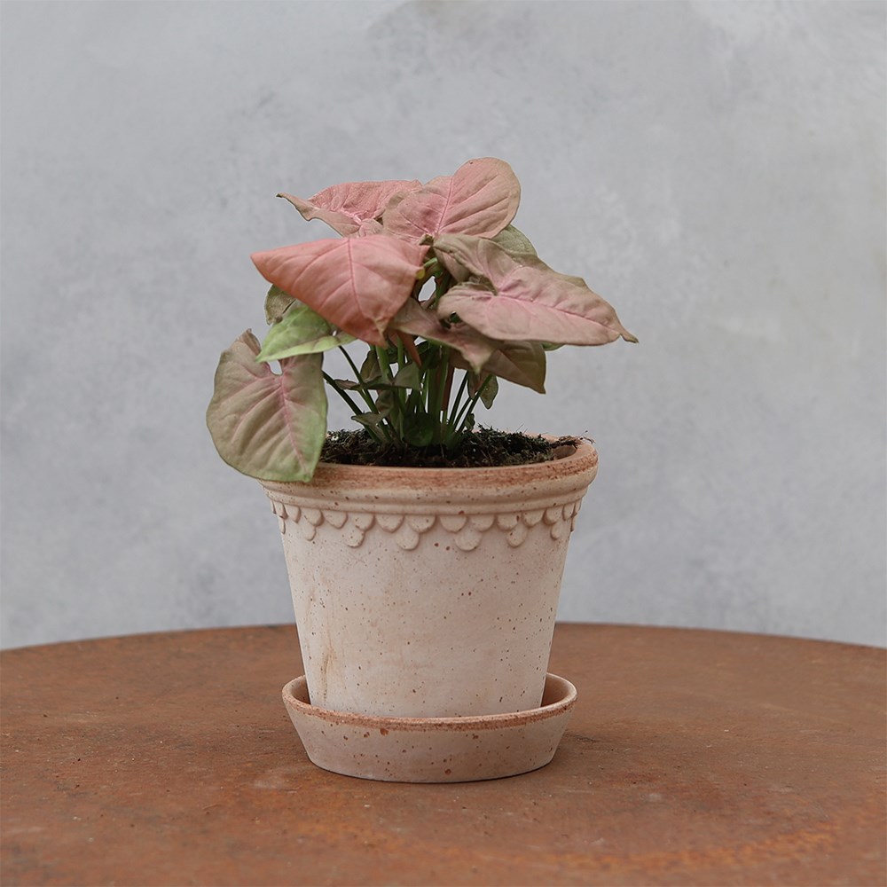 <i>Syngonium</i> 'Neon'