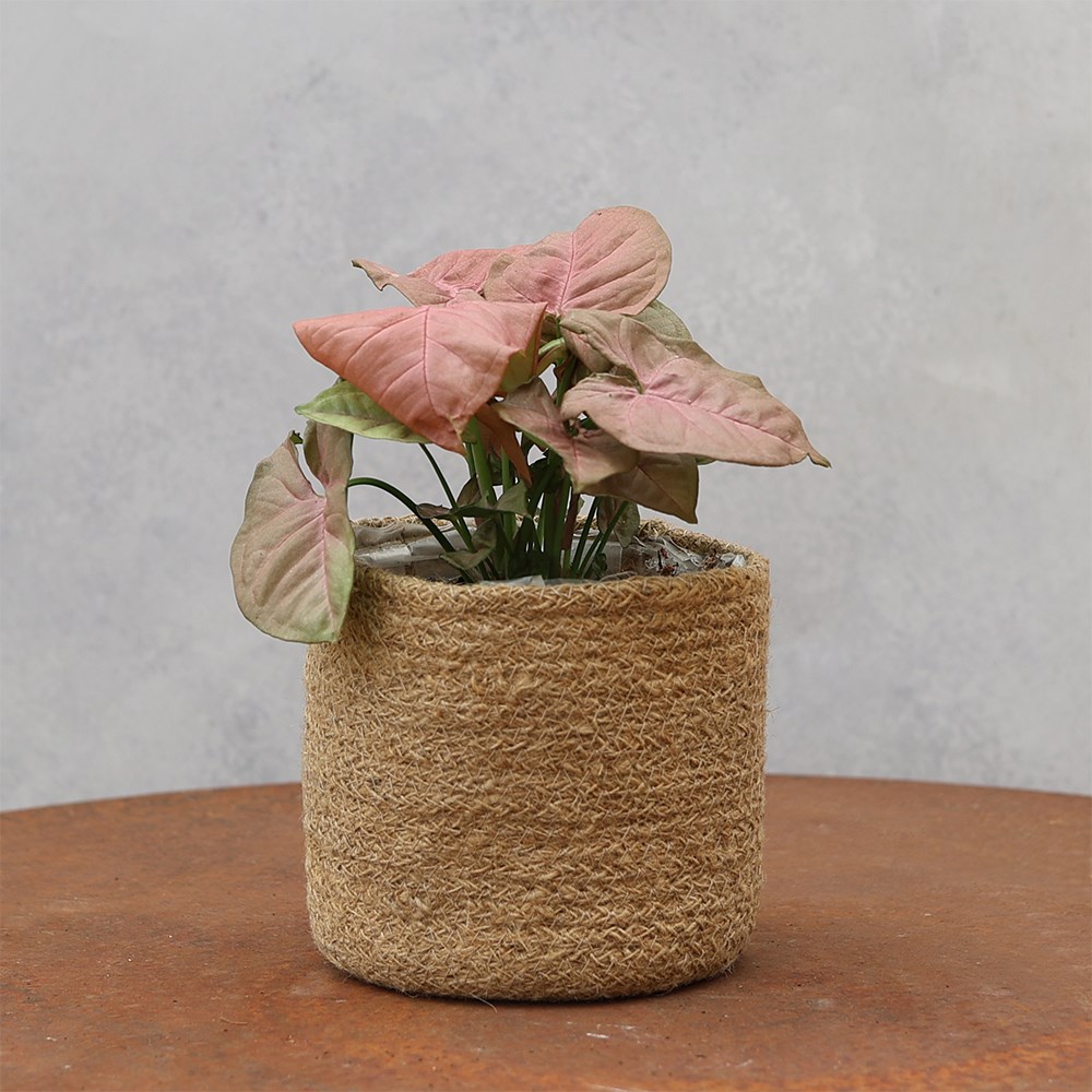 <i>Syngonium</i> 'Neon'