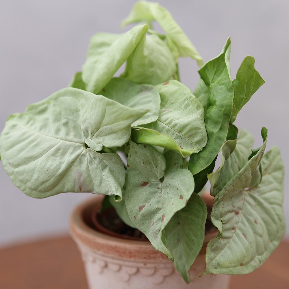 <i>Syngonium</i> 'Confetti'