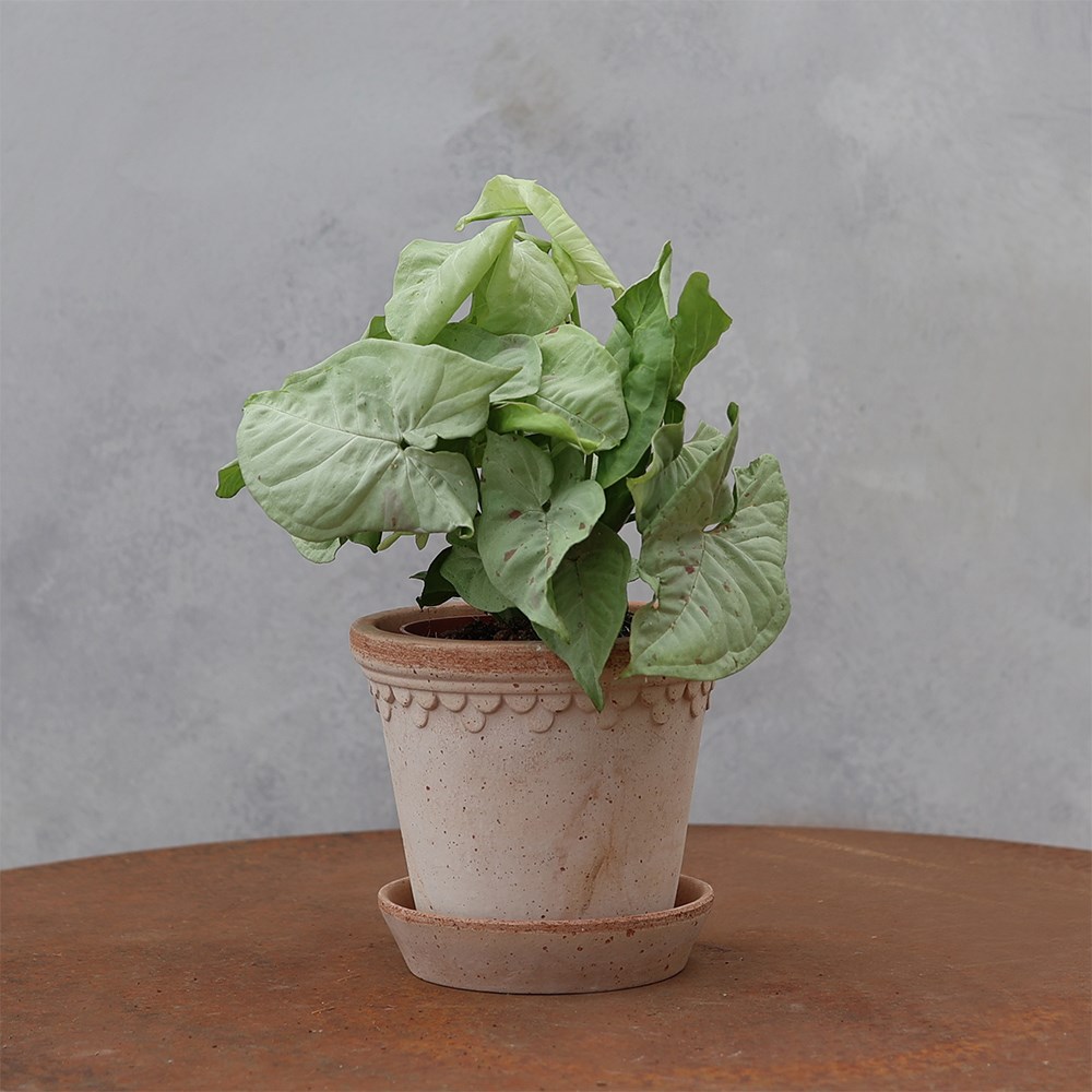 <i>Syngonium</i> 'Confetti'