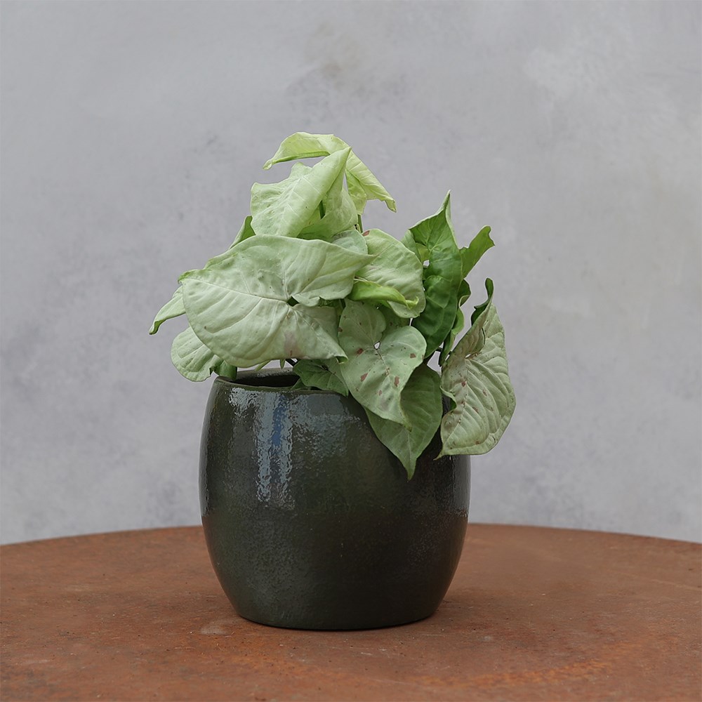 <i>Syngonium</i> 'Confetti'