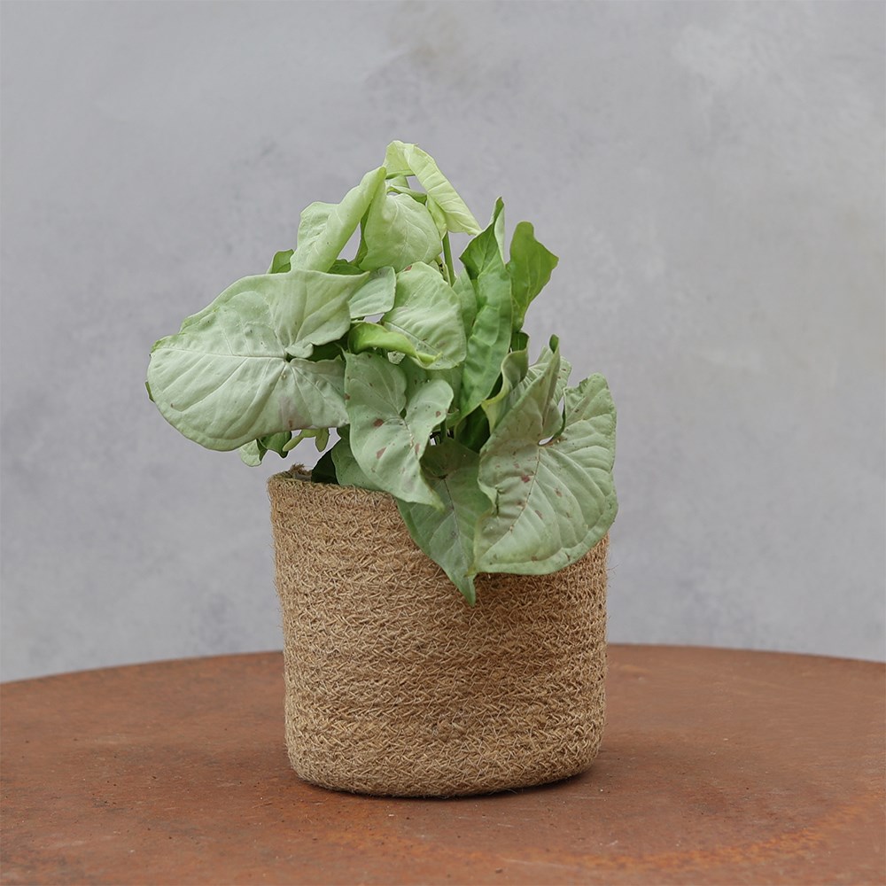 <i>Syngonium</i> 'Confetti'
