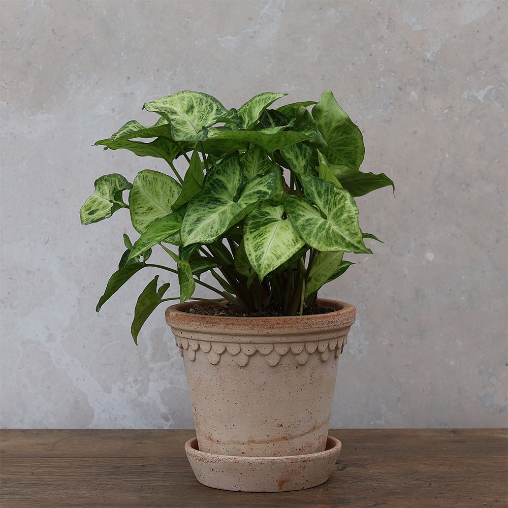 <i>Syngonium</i> 'Arrow'