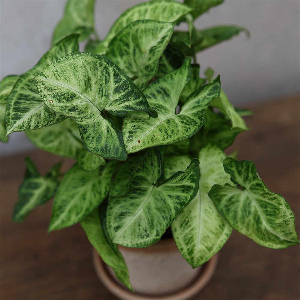 <i>Syngonium</i> 'Arrow'