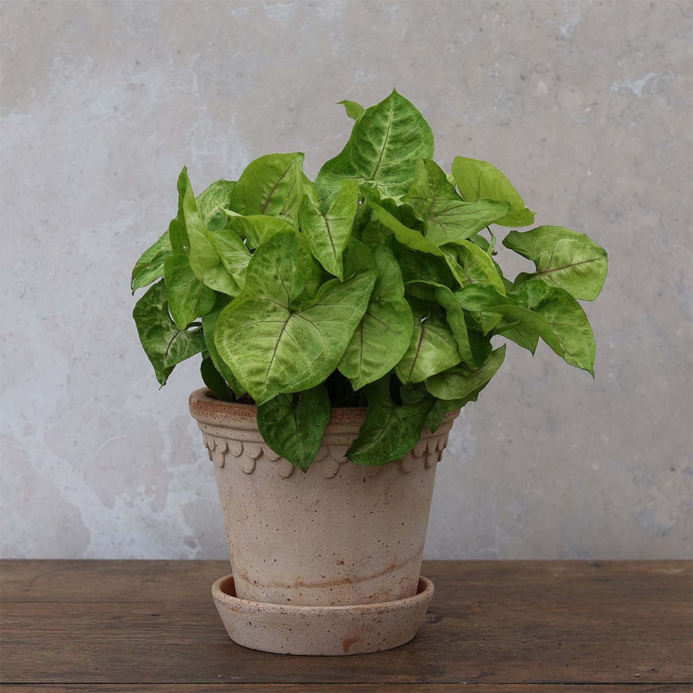 <i>Syngonium</i> 'Golden'