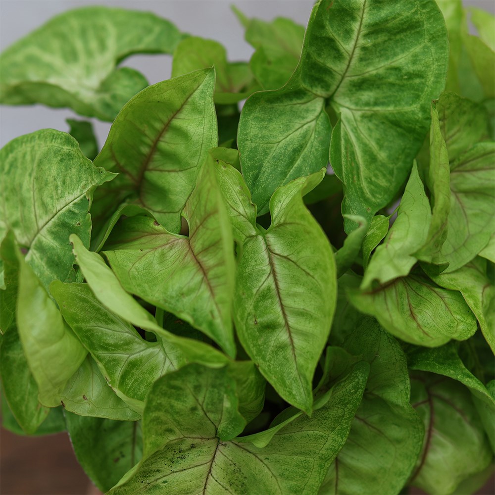 <i>Syngonium</i> 'Golden'