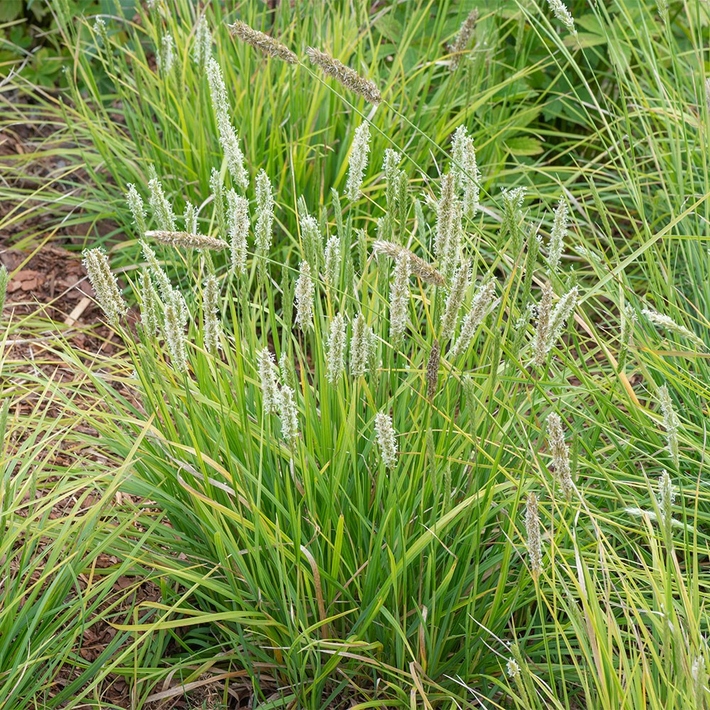 <i>Sesleria argentea</i> 