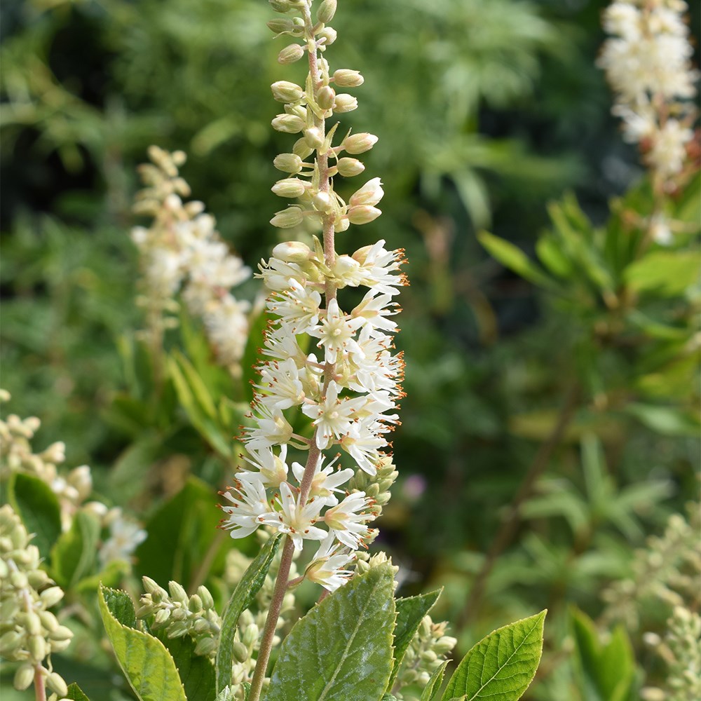 <i>Clethra alnifolia</i> 'Hummingbird'