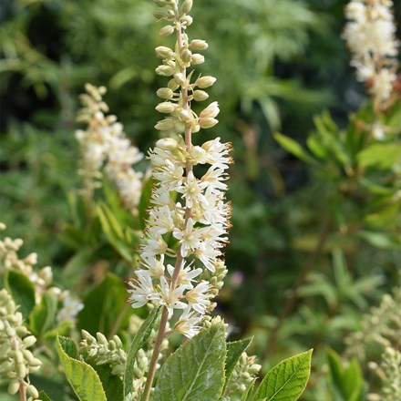 Clethra alnifolia Hummingbird