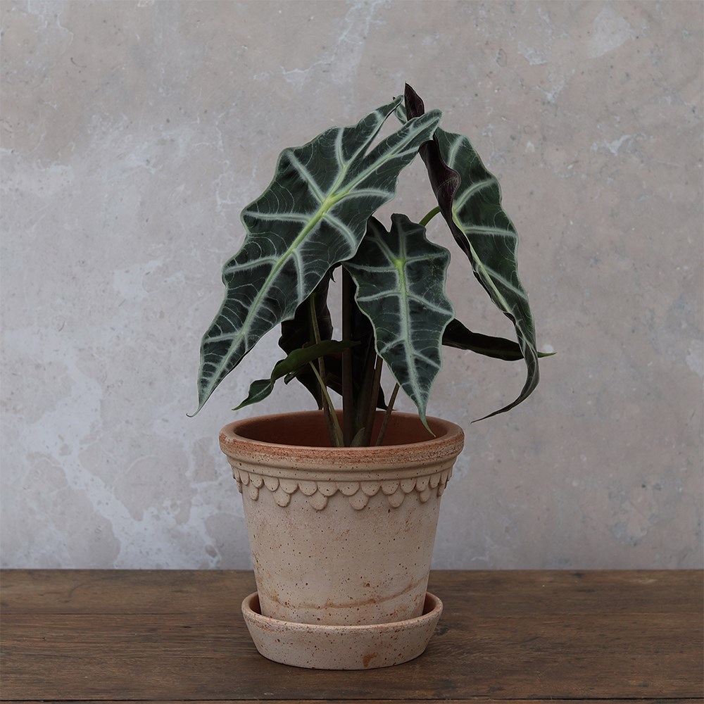 <i>Alocasia</i> × <i>amazonica</i> 'Polly'