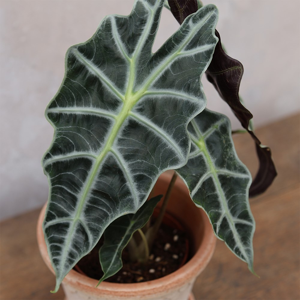 <i>Alocasia</i> × <i>amazonica</i> 'Polly'
