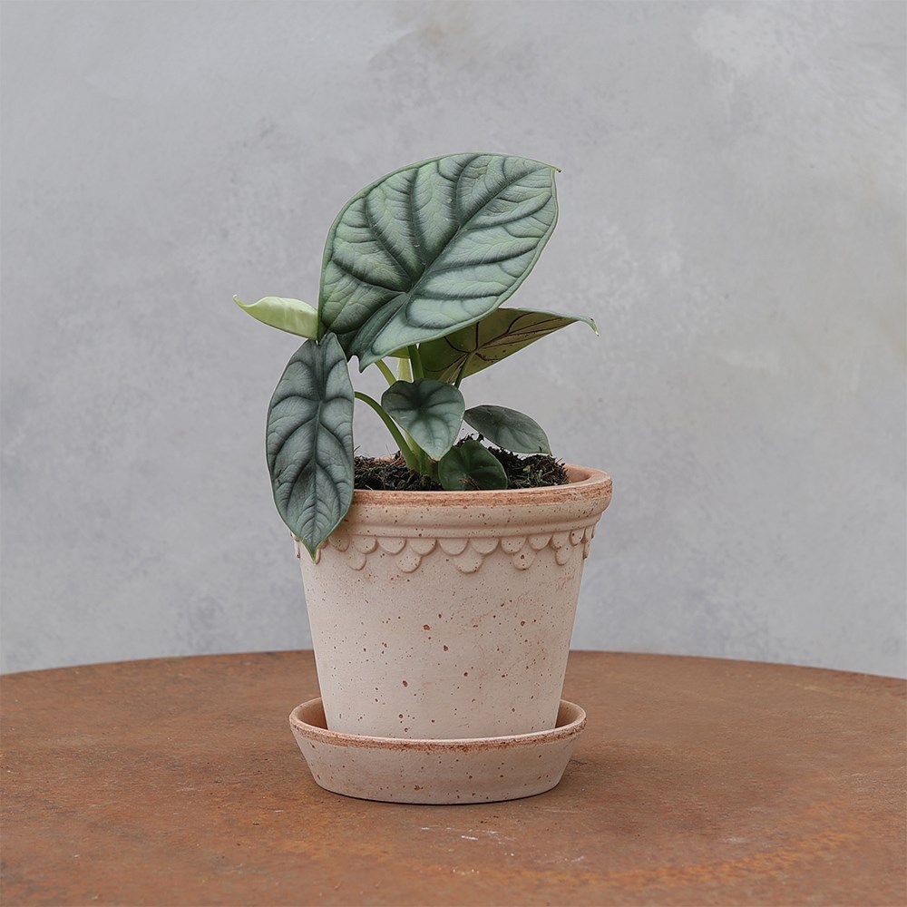 <i>Alocasia</i> 'Silver Dragon'