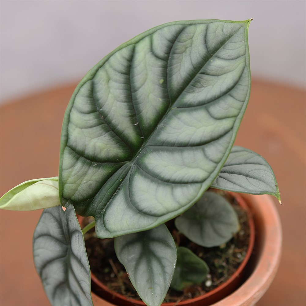 <i>Alocasia</i> 'Silver Dragon'