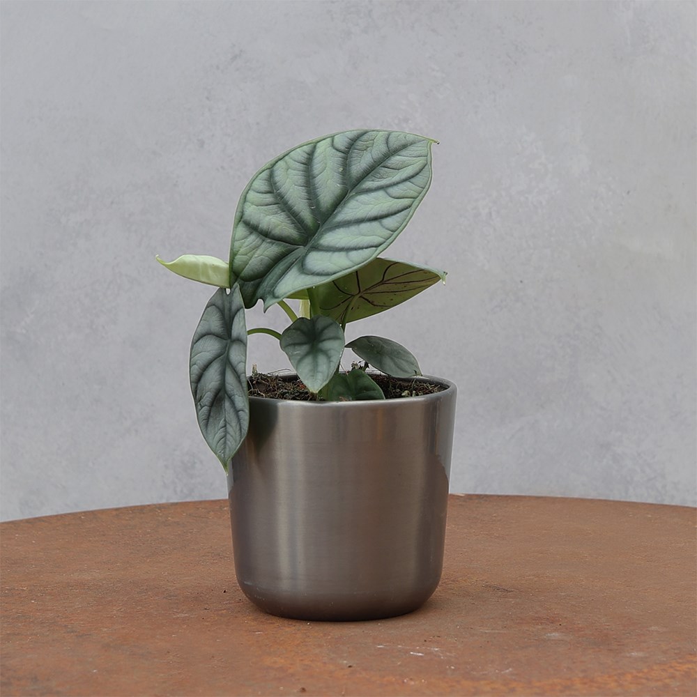 <i>Alocasia</i> 'Silver Dragon'