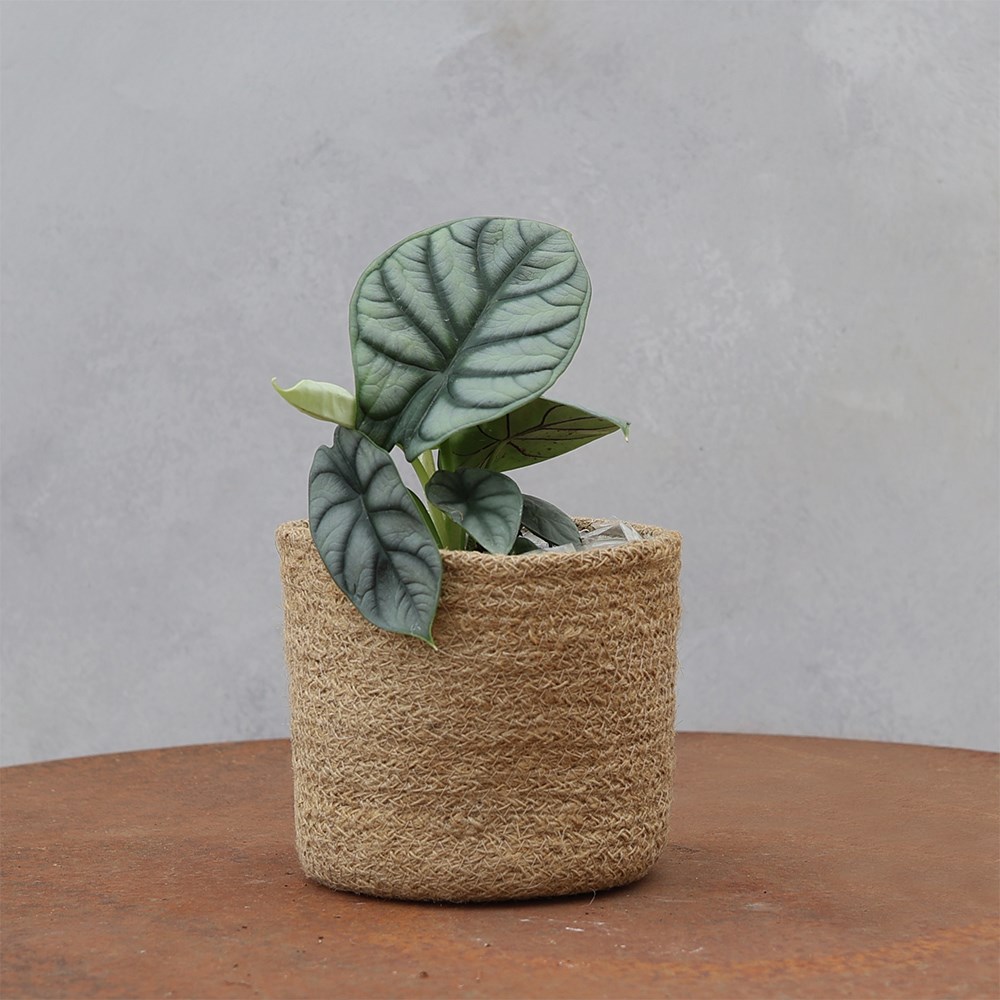 <i>Alocasia</i> 'Silver Dragon'