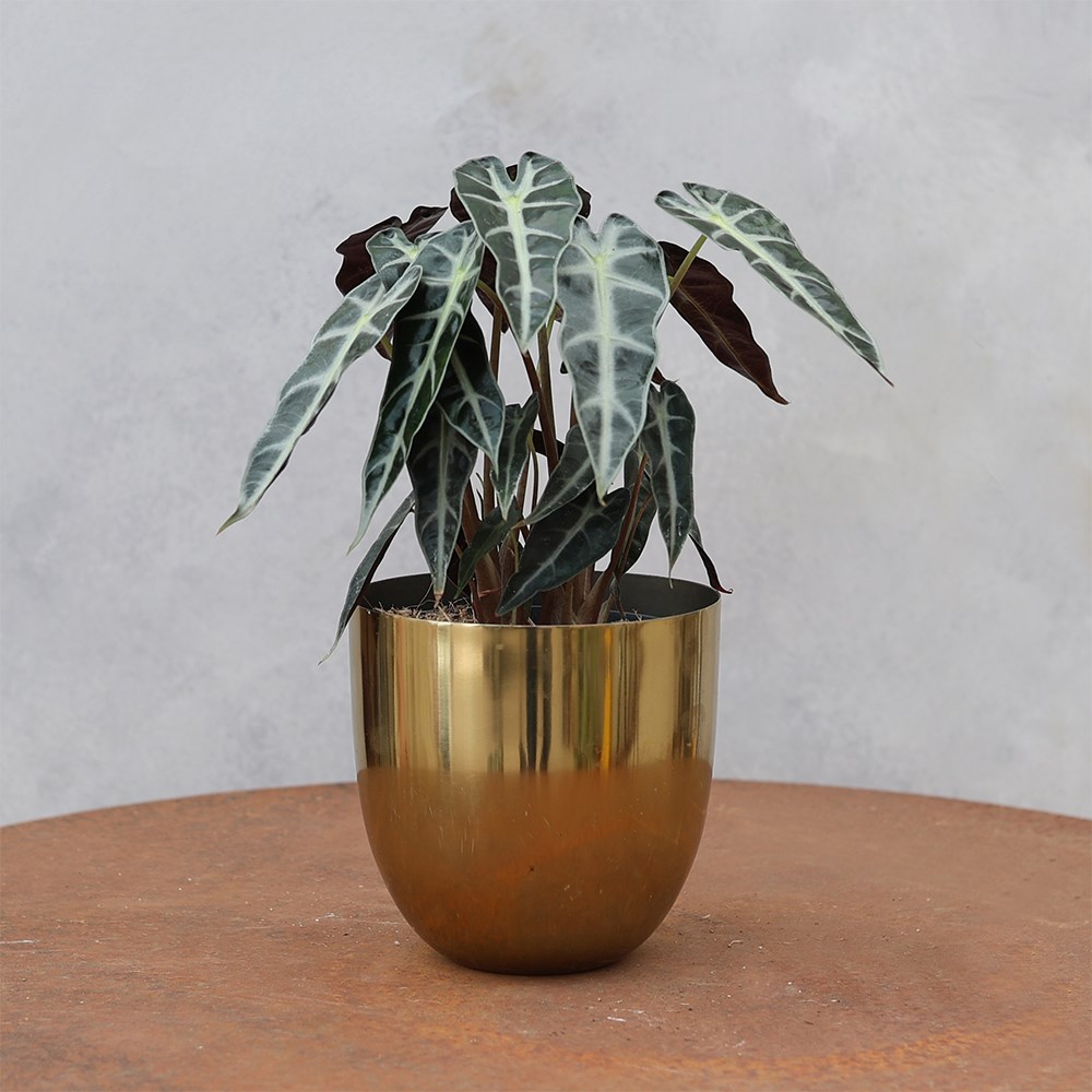 <i>Alocasia</i> 'Bambino Arrow'