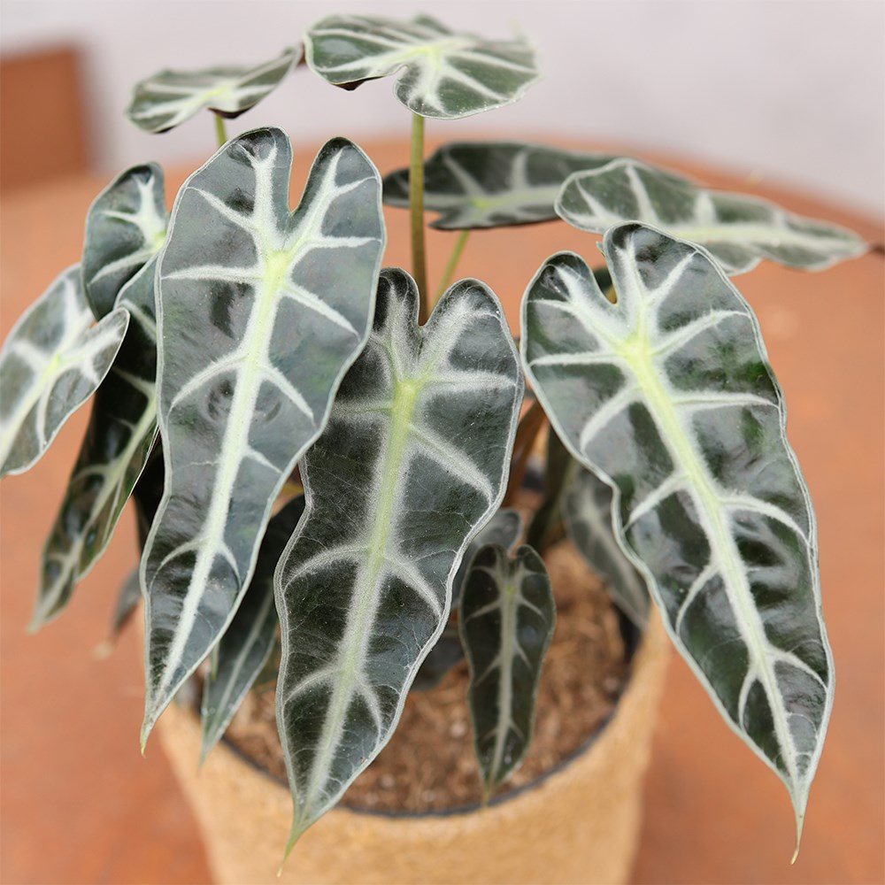 <i>Alocasia</i> 'Bambino Arrow'