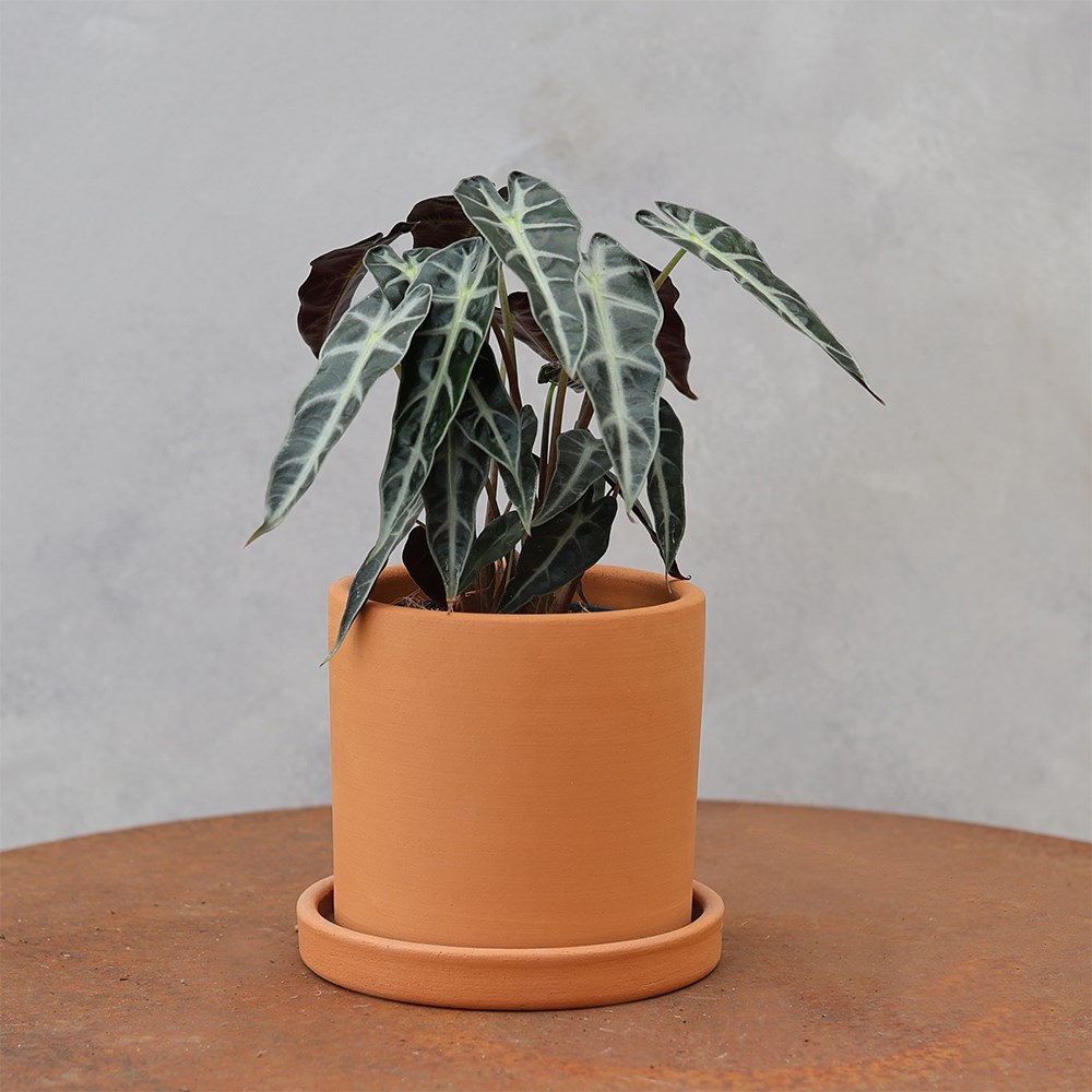 <i>Alocasia</i> 'Bambino Arrow'