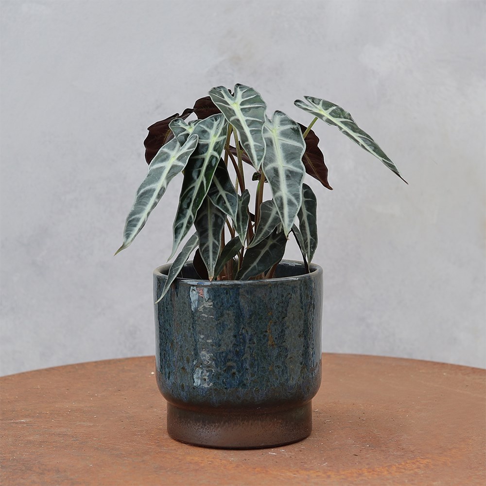 <i>Alocasia</i> 'Bambino Arrow'