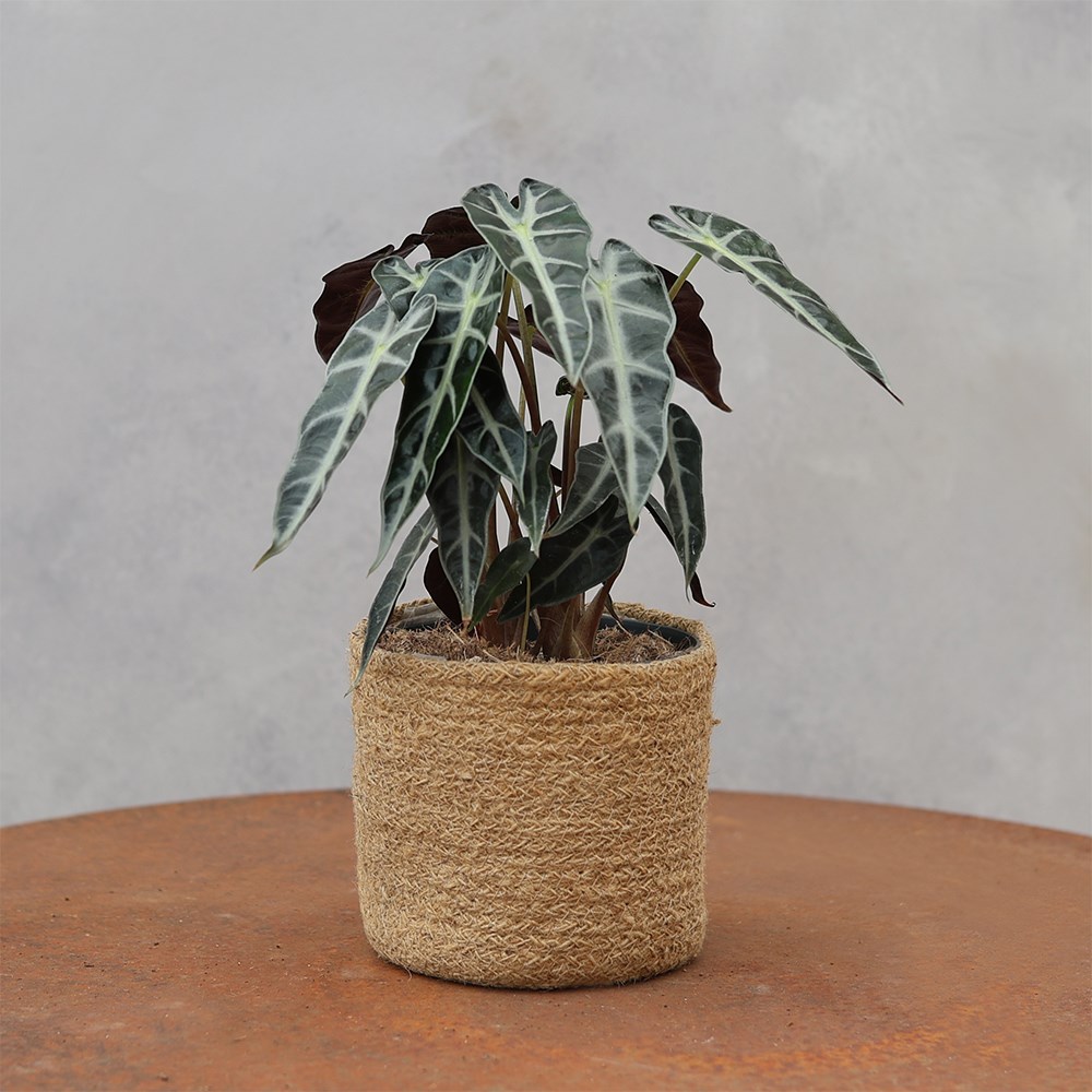 <i>Alocasia</i> 'Bambino Arrow'