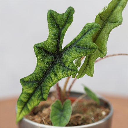 Alocasia Jacklyn