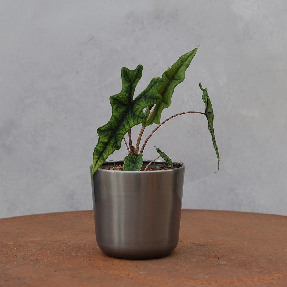<i>Alocasia</i> 'Jacklyn'