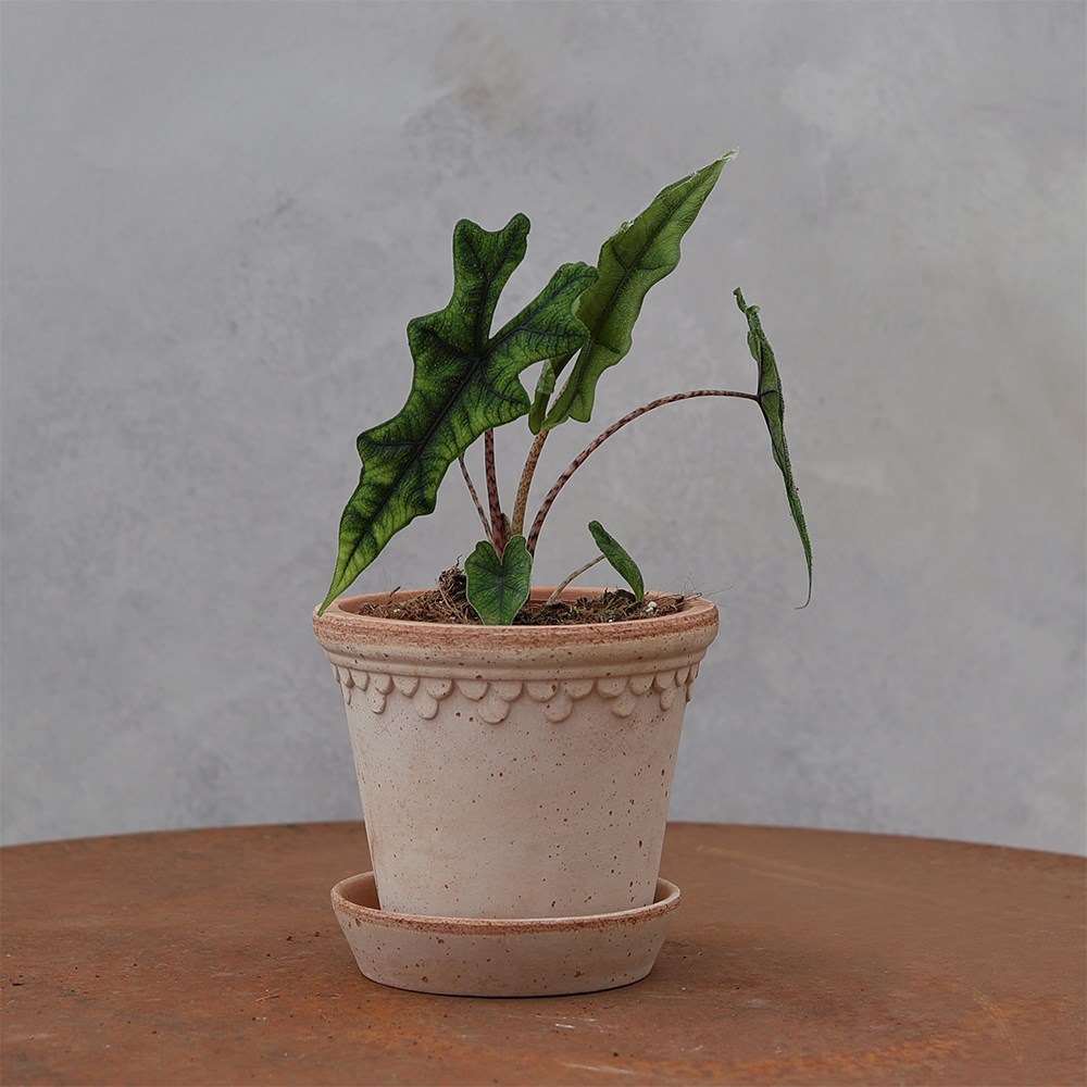 <i>Alocasia</i> 'Jacklyn'