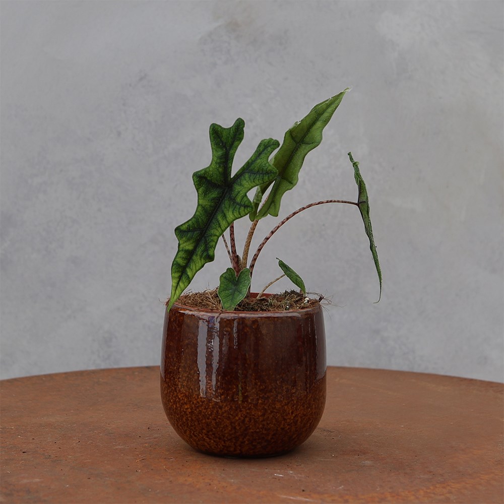 <i>Alocasia</i> 'Jacklyn'