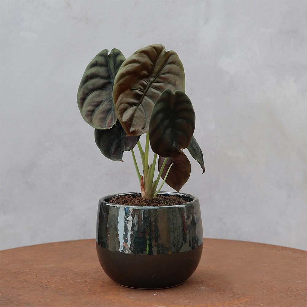 <i>Alocasia cuprea</i> 'Red Secret'