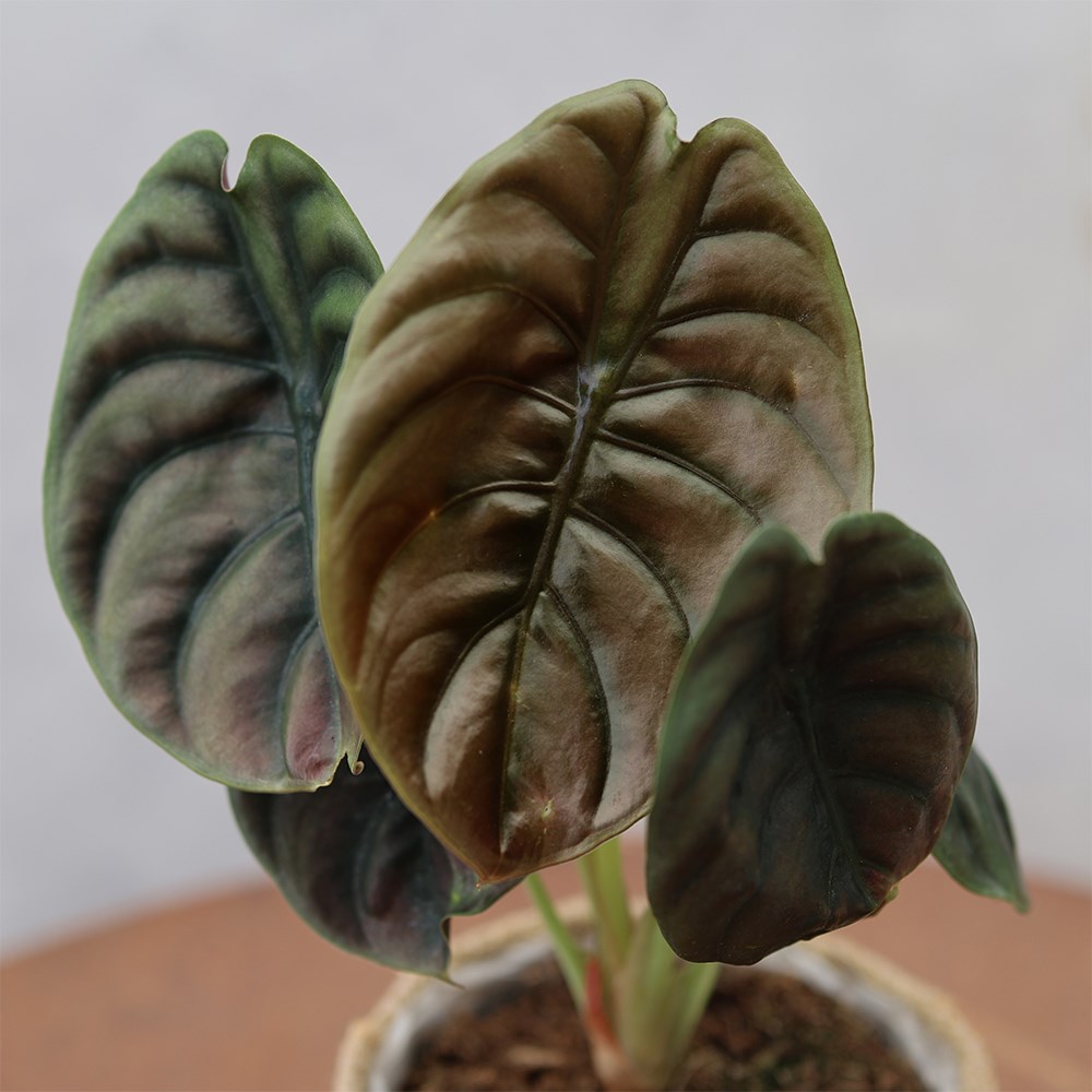 <i>Alocasia cuprea</i> 'Red Secret'