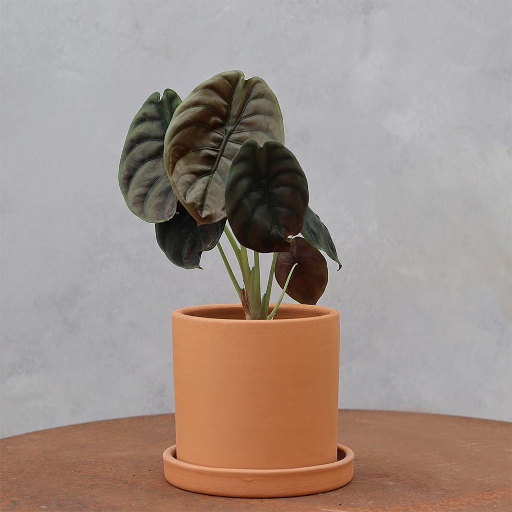 <i>Alocasia cuprea</i> 'Red Secret'