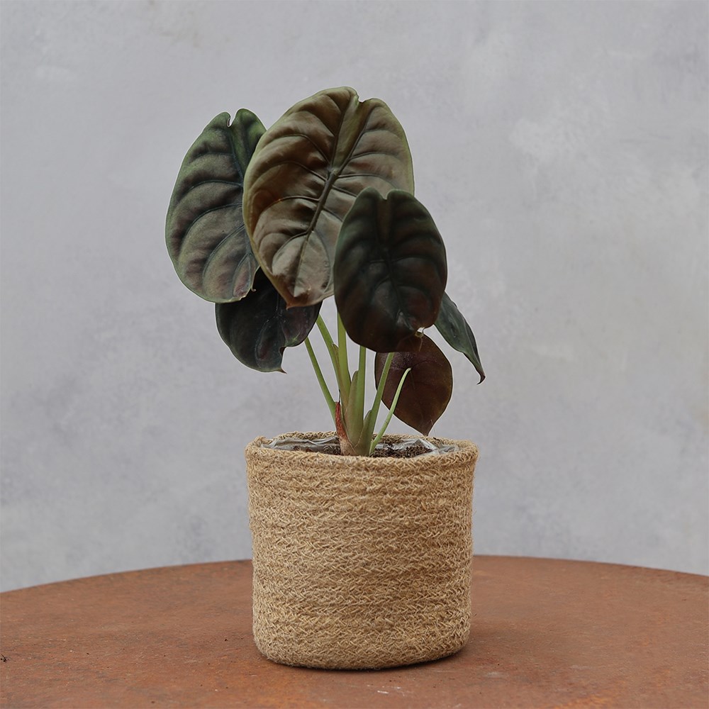 <i>Alocasia cuprea</i> 'Red Secret'