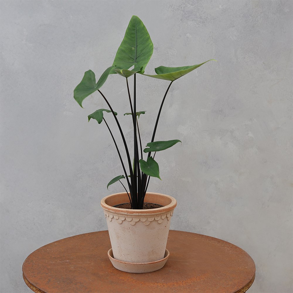 <i>Alocasia zebrina</i> 'Black Stem'