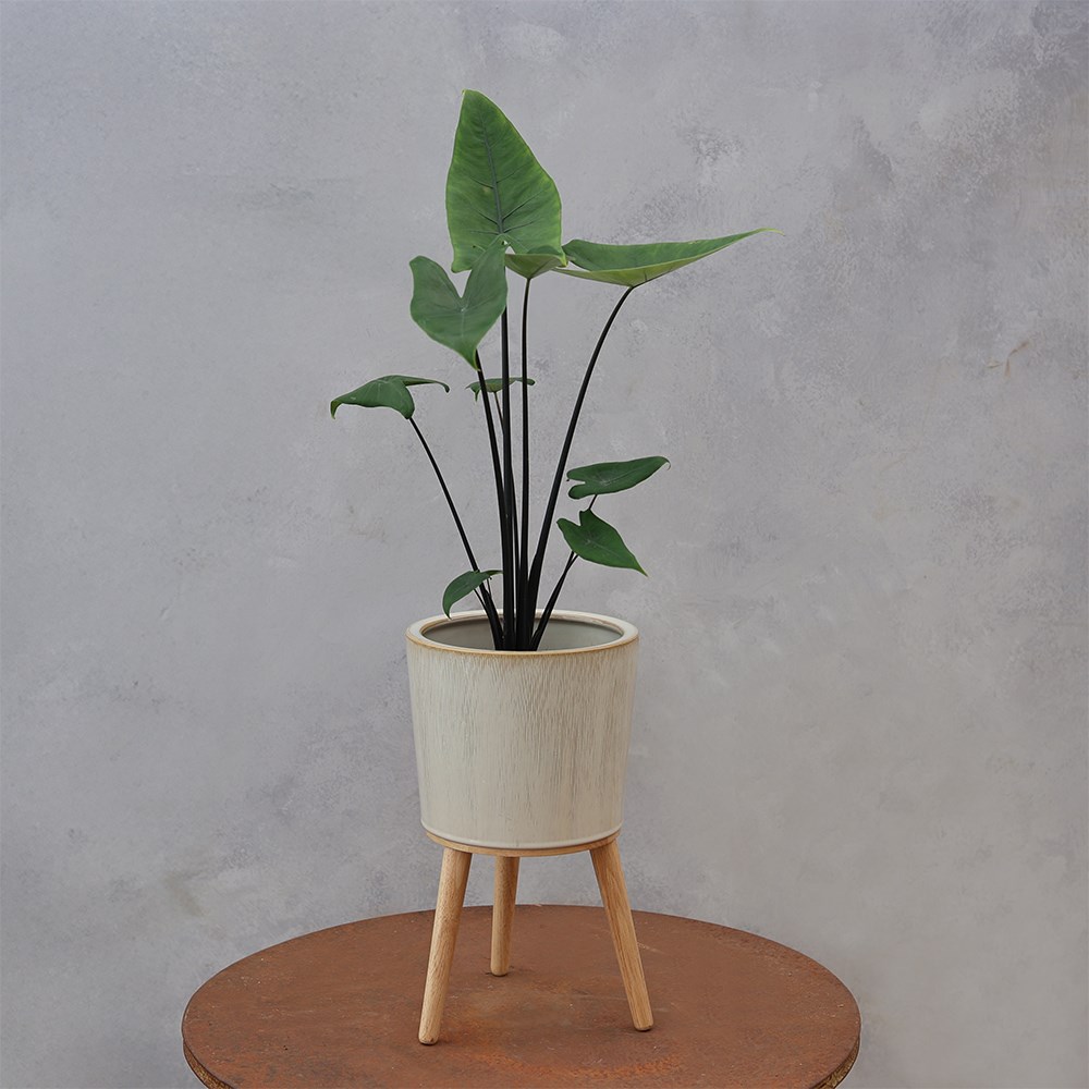 <i>Alocasia zebrina</i> 'Black Stem'