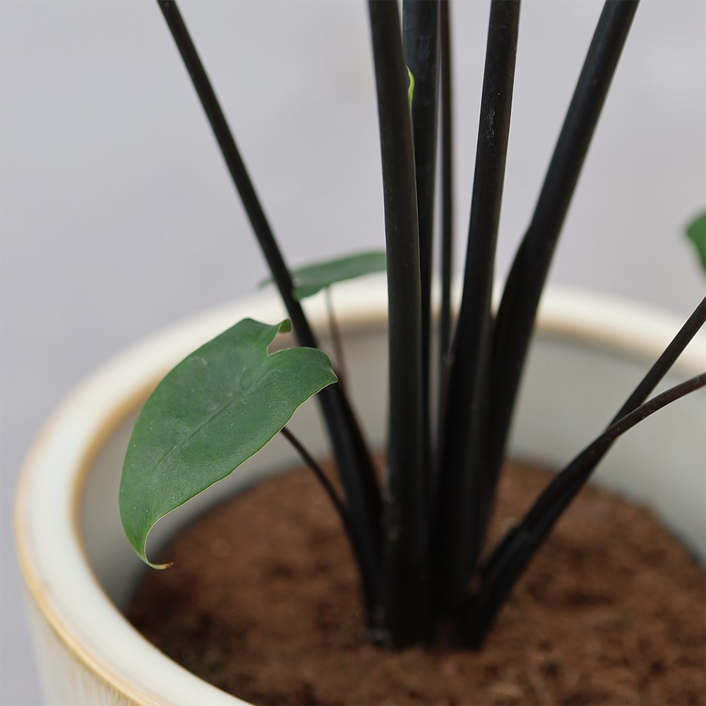 <i>Alocasia zebrina</i> 'Black Stem'