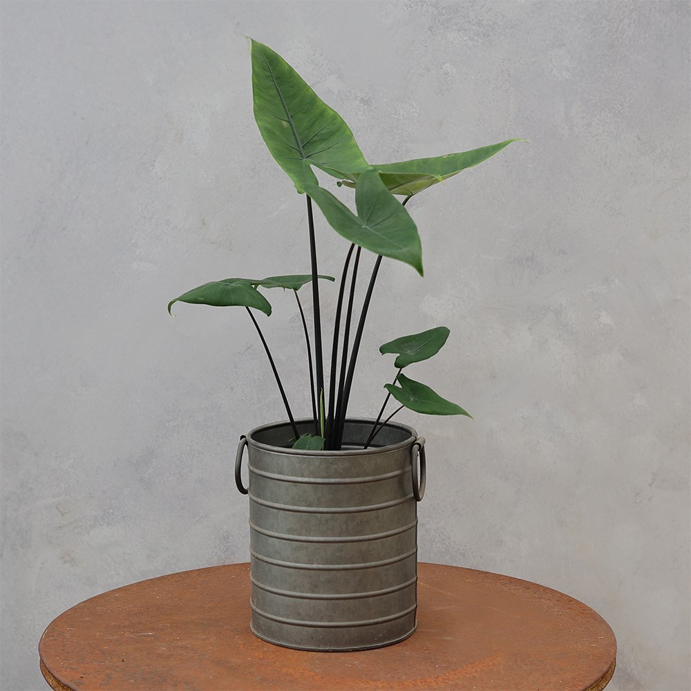 <i>Alocasia zebrina</i> 'Black Stem'