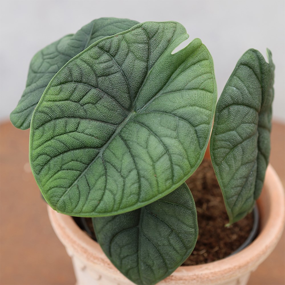 <i>Alocasia</i> 'Melo'