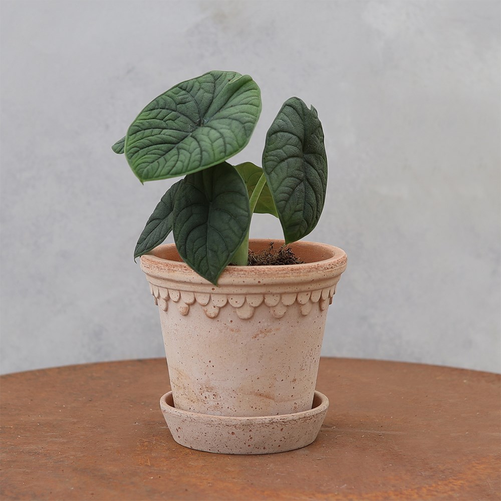 <i>Alocasia</i> 'Melo'