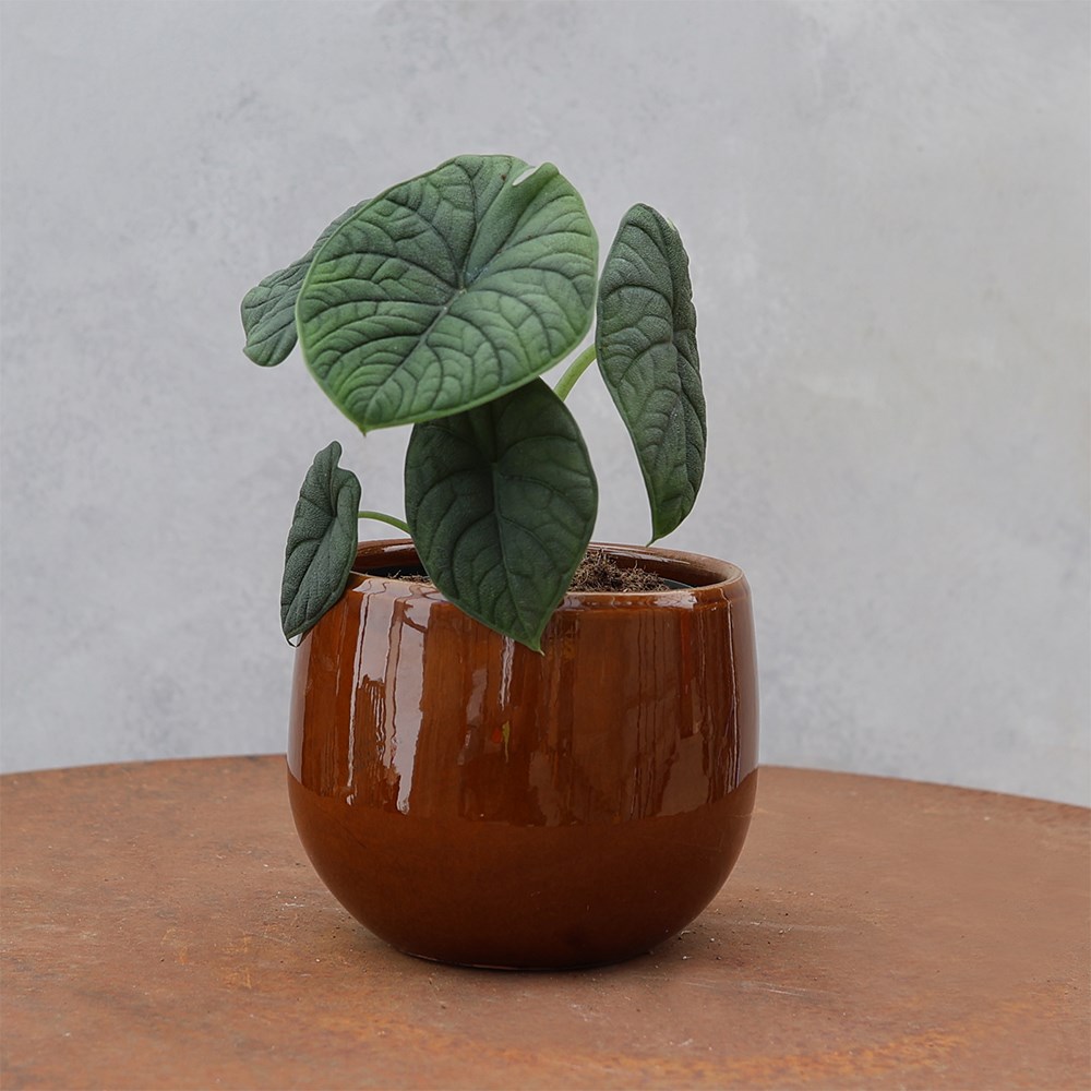 <i>Alocasia</i> 'Melo'