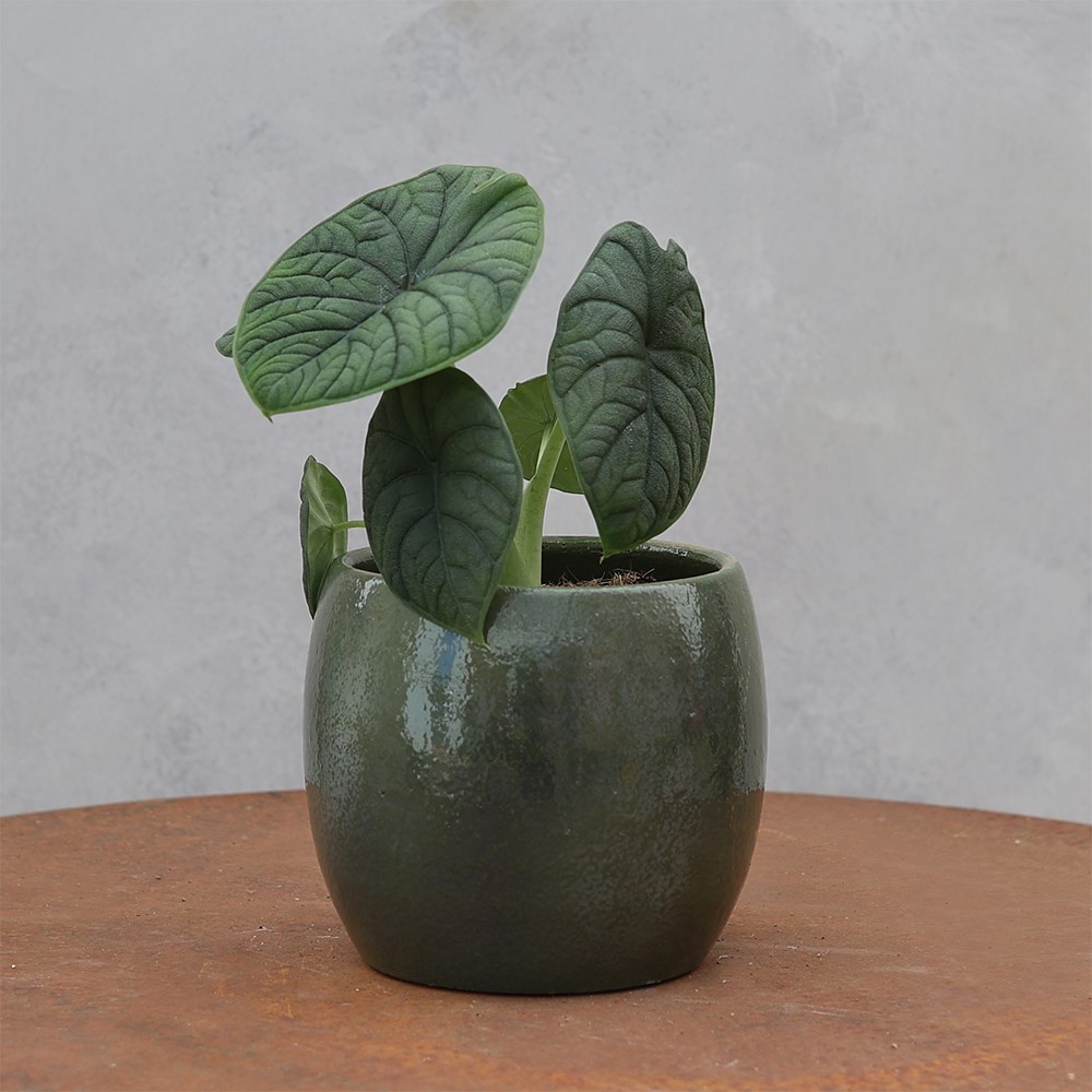 <i>Alocasia</i> 'Melo'