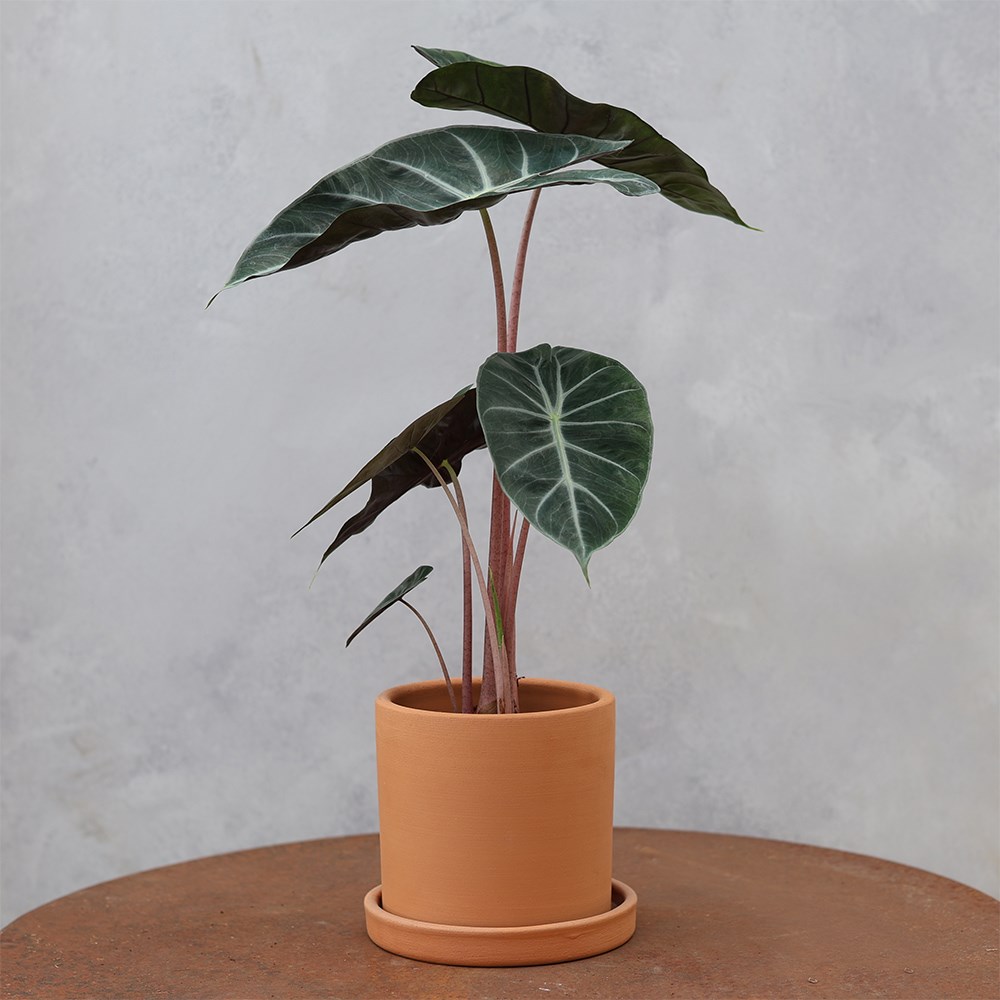 <i>Alocasia</i> 'Pink Dragon'