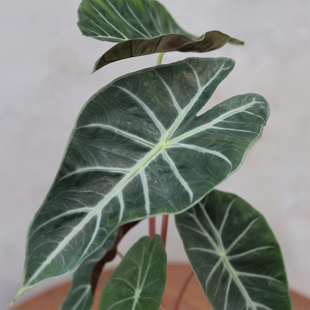 <i>Alocasia</i> 'Pink Dragon'