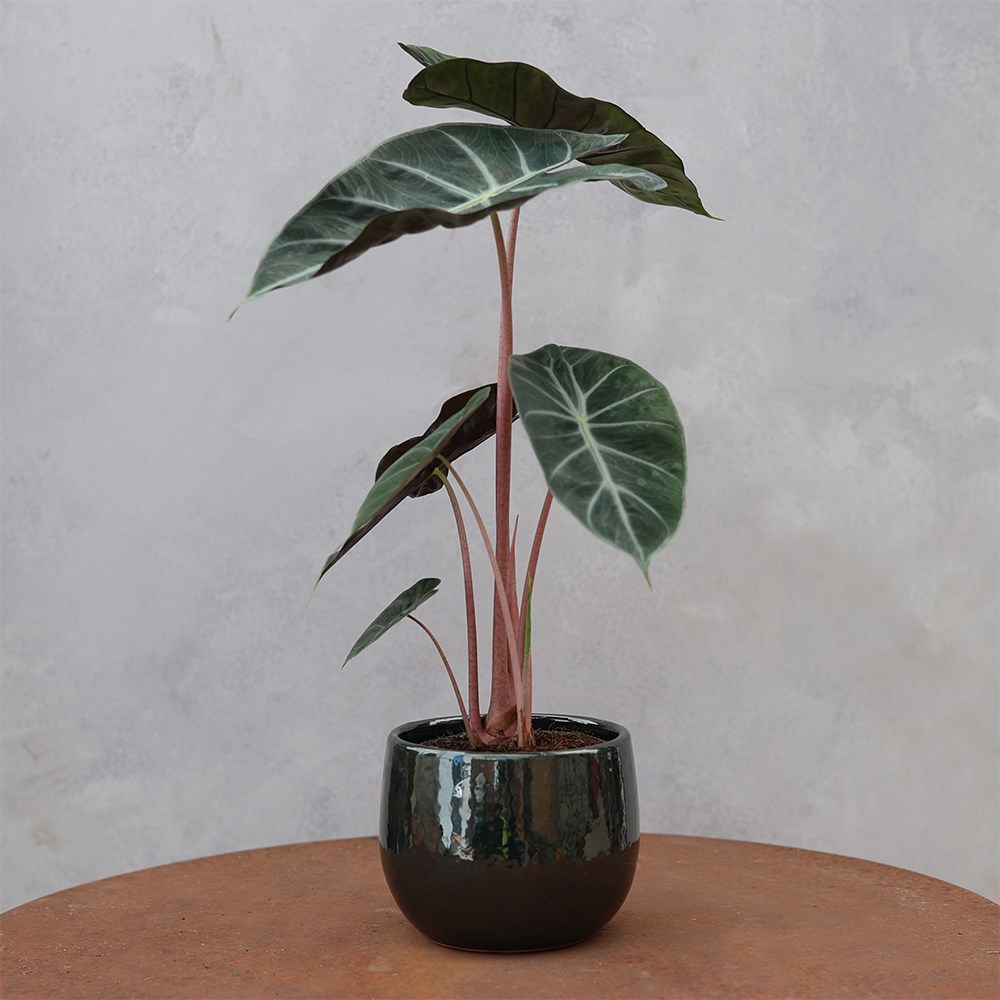 <i>Alocasia</i> 'Pink Dragon'